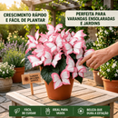 Kit Sementes Flores Borboleta da Lua